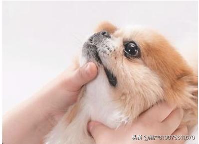 狗狗生病用药大全（狗狗生病了可以吃什么药）