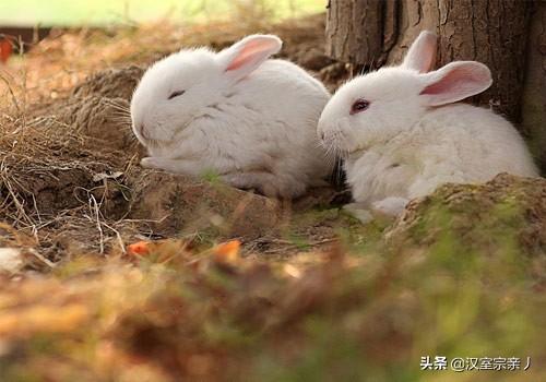 宠物兔子认识主人吗（宠物兔子认识主人吗视频）