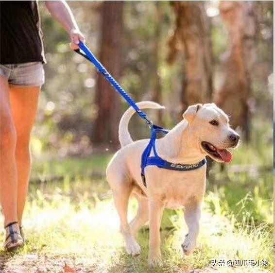 游戏宠物名称大全（游戏宠物名字有寓意）