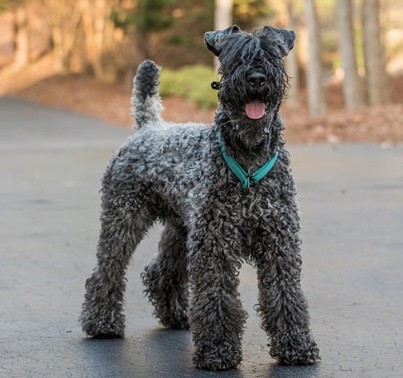 宠物狗品种价格和图片（宠物狗大全及价格表）