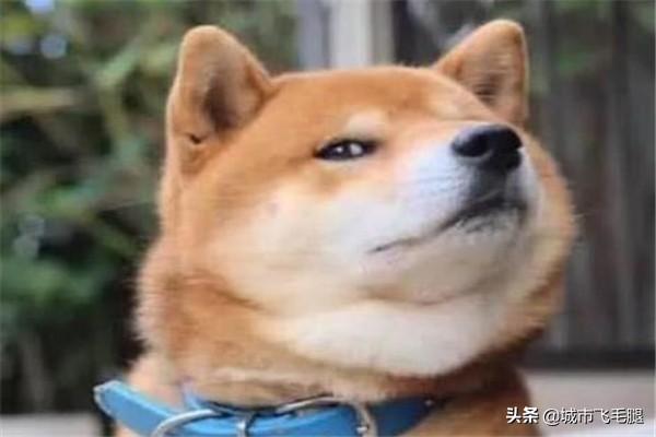 买狗子（买狗子买几个月最好）