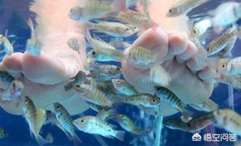 鱼疗用的是什么鱼多少钱（鱼疗有用么）