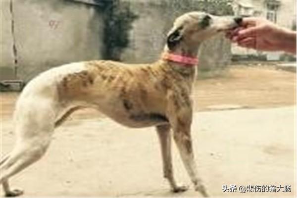 惠比特犬优缺点（惠比特犬特征）