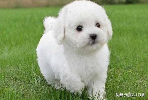 比熊犬图片如何剪毛（比熊犬怎么剪毛视频）