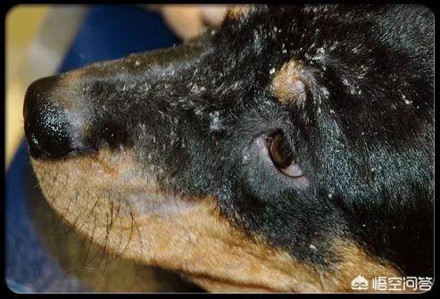 狗狗得了皮炎怎么治（狗狗皮炎种类）