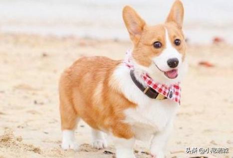 柯基幼犬小视频（柯基幼狗图片）