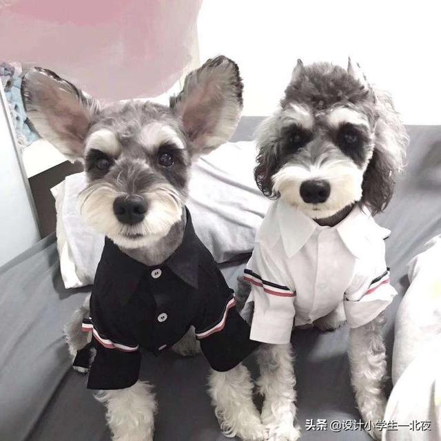 购买宠物狗领养手续（购买宠物狗领养手续流程）