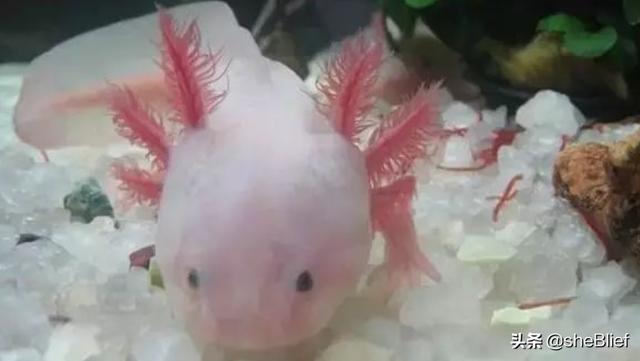 六角龙鱼怎么养好看