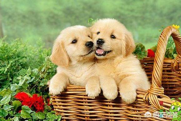 怎样训练金毛狗狗在外面不乱捡东西