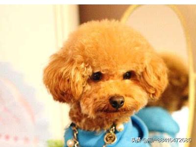 小狗呕吐拉稀怎么治（小狗呕吐拉稀怎么治疗）