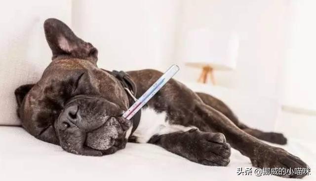 狗热感冒了吃什么药（狗热感冒了吃什么药好得快点）