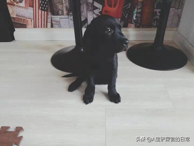 小奶狗吃什么（小奶狗吃什么奶粉比较好消化）