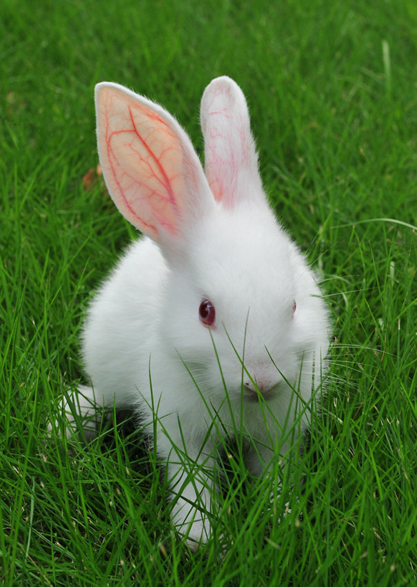 兔子单独养一只可以吗