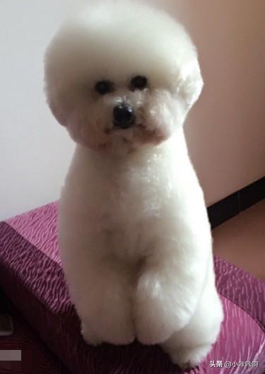 比熊犬图片图片（比熊犬图片大全大图）