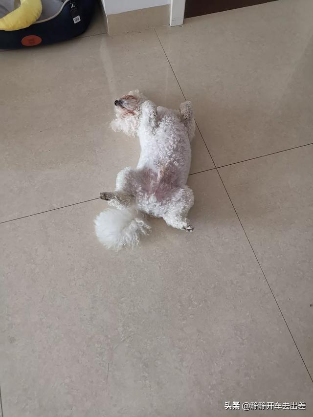 宠物狗都有什么（小狗宠物品种）