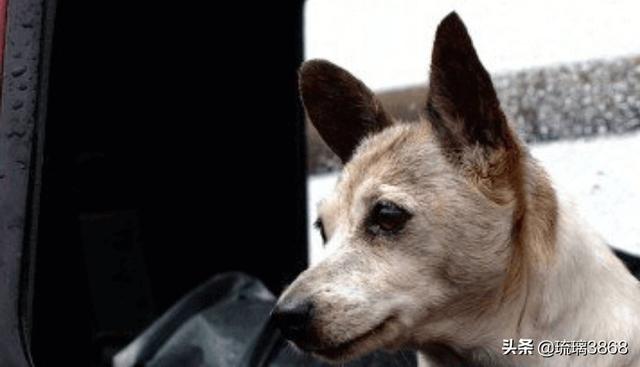 狗狗品种大全及图片一成年狗