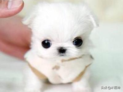 茶杯犬的悲剧图片（茶杯犬的悲惨由来）