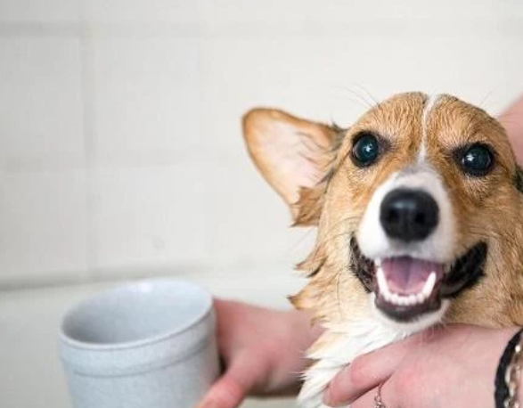 狗感冒了吃什么药退烧快（狗狗感冒发烧了吃什么药退烧啊）