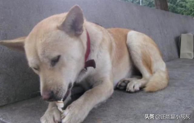 古代一条成年狗能卖多少钱（古代狗仔）