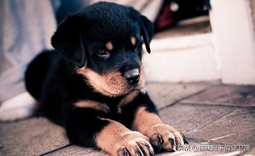 狗狗食欲不振没有精神是怎么回事