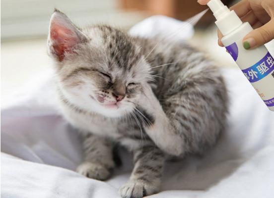 猫猫怎么驱虫 （猫虫子多怎样驱虫才能驱干净）