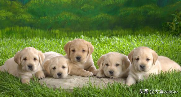 小母狗会来月经吗