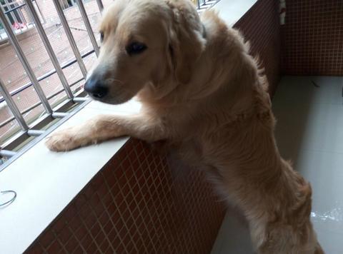 怎么训练狗狗搜索（训练狗狗搜寻）