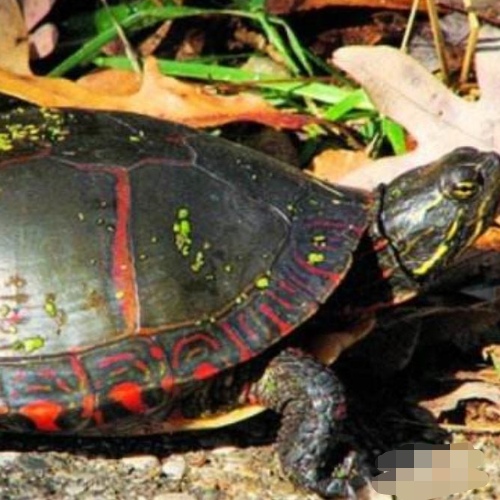 怎样养草龟才是最好的