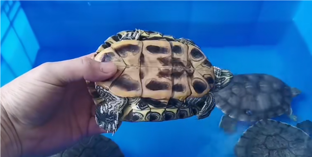 巴西龟怎么看年龄图解厘米（怎样看巴西龟的年纪）