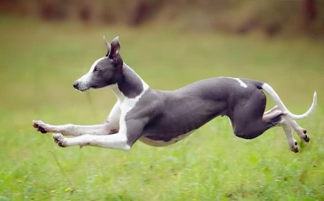 狗狗食欲不振 精神不好（狗狗食欲不振精神不好是怎么回事）