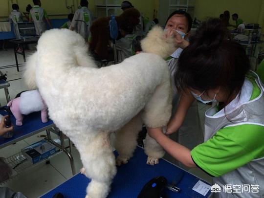 宠物美容培训班去哪里（宠物美容培训班需要多少钱）