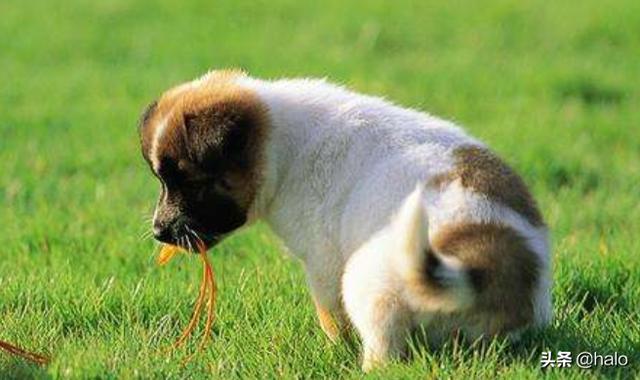 狗狗呕吐加拉稀（狗狗呕吐拉稀是怎么回事 吃什么药）