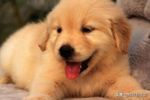 金毛绝育价格（金毛绝育价格多少）