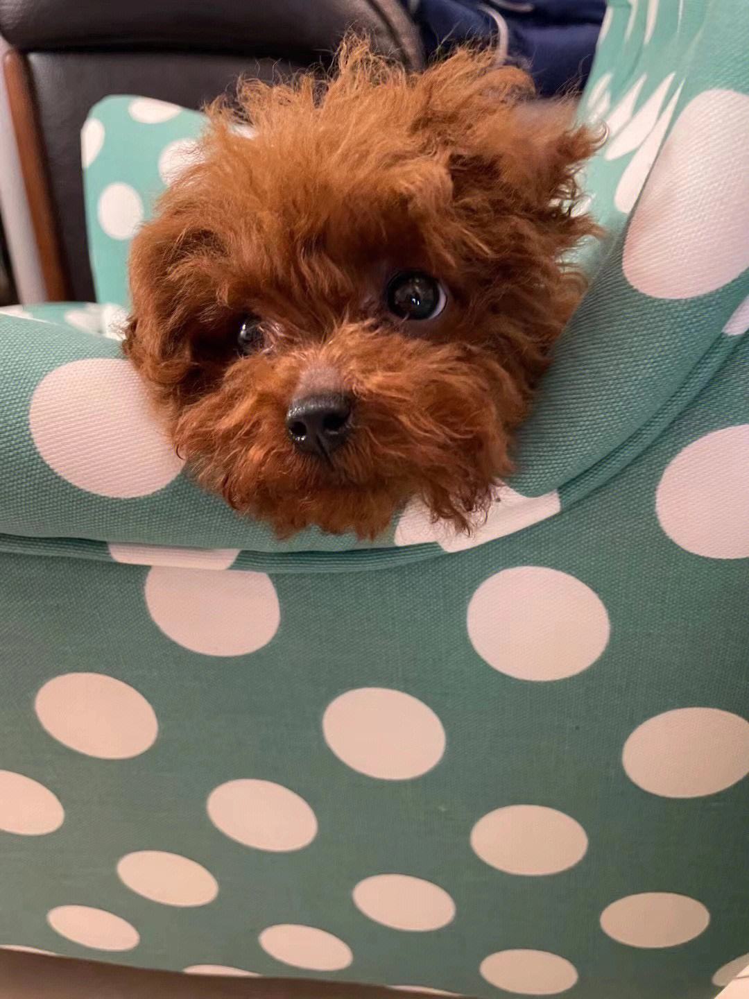 母狗来月经好吗（母狗来月经好吗会怀孕吗）