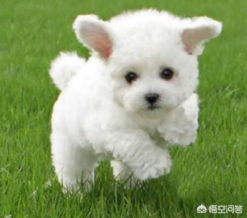 幼犬怎样喂养（格力幼犬怎样喂养）