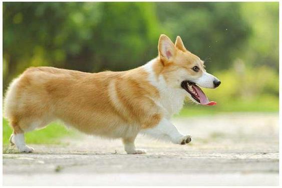 柯基幼犬怎么看品相图解（柯基幼犬怎么看品相图解视频）