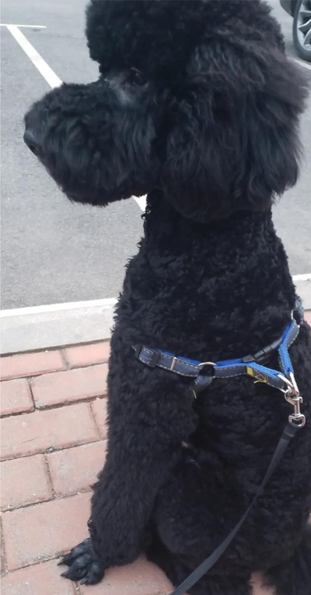 小贵宾犬的价钱（小贵宾犬的寿命）