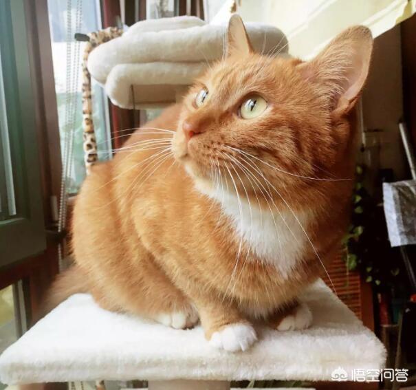 猫品种大全 帅气（猫品种大全图片名字 排名）