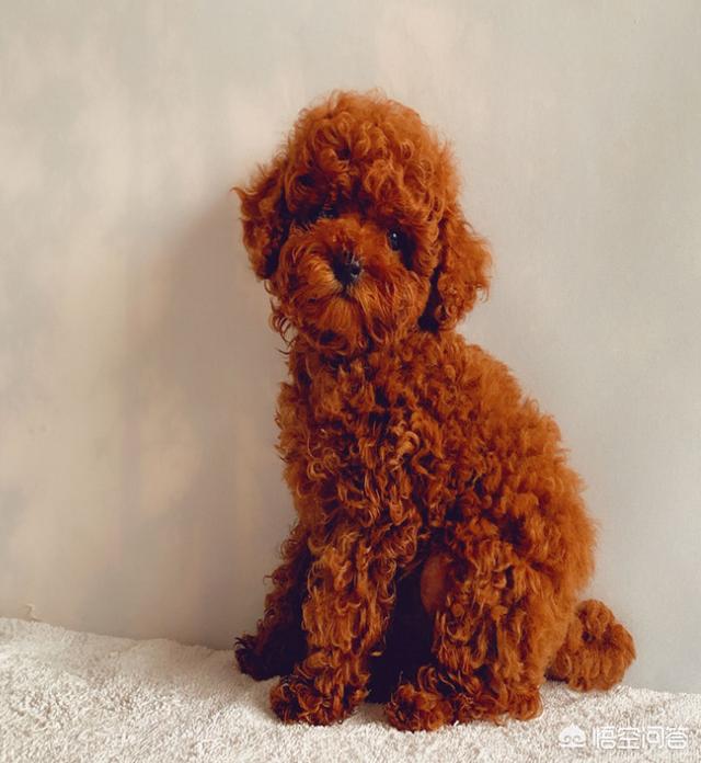 家庭饲养什么犬最合适（家庭适合饲养的犬种）