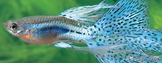 孔雀鱼生小鱼前兆到生产多长时间