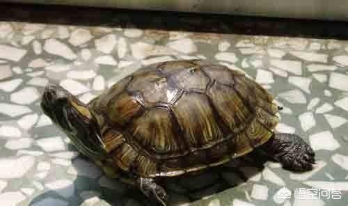 巴西龟吃生肉还是熟肉（巴西龟吃熟肉么）