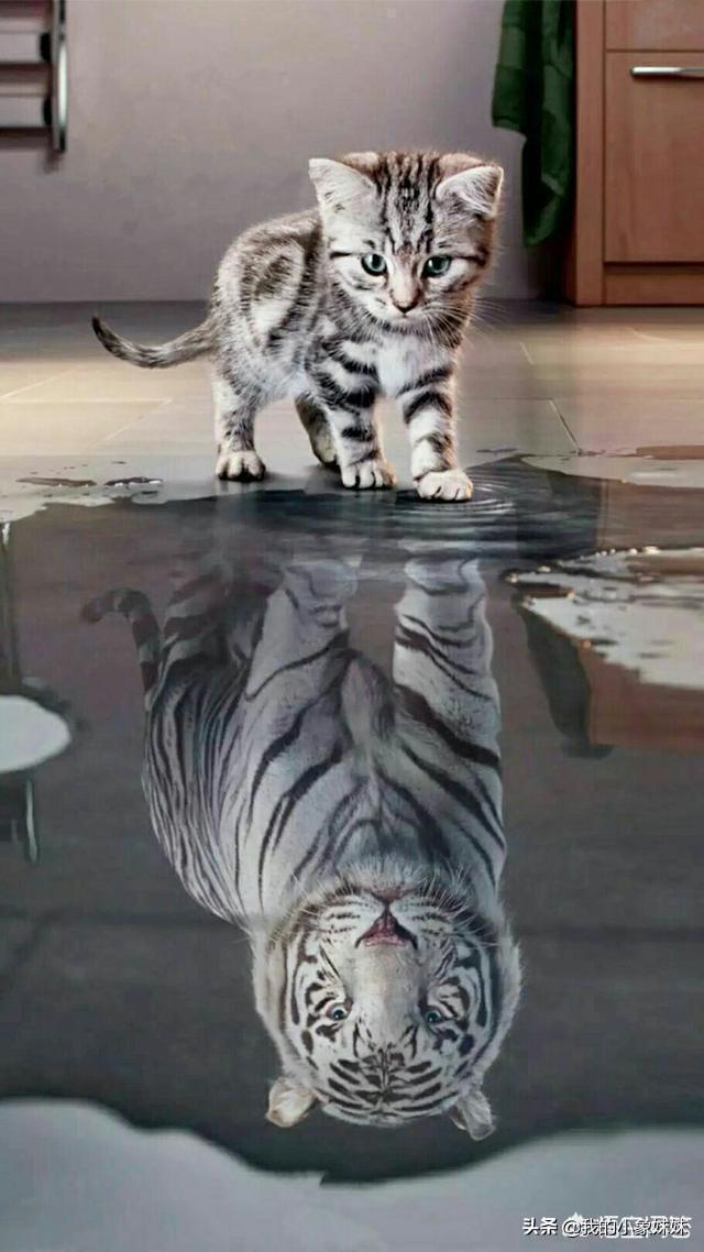 100张猫图片（猫图片萌）