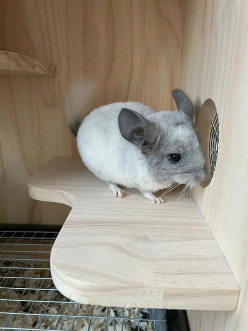 龙猫怎么养他才认识你（龙猫怎么养视频教程）