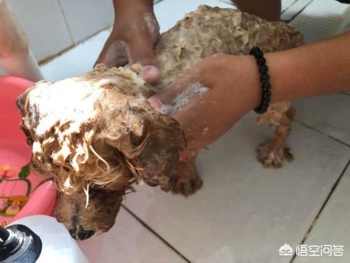 宠物狗怎么驱虫（宠物狗驱虫药哪种好）