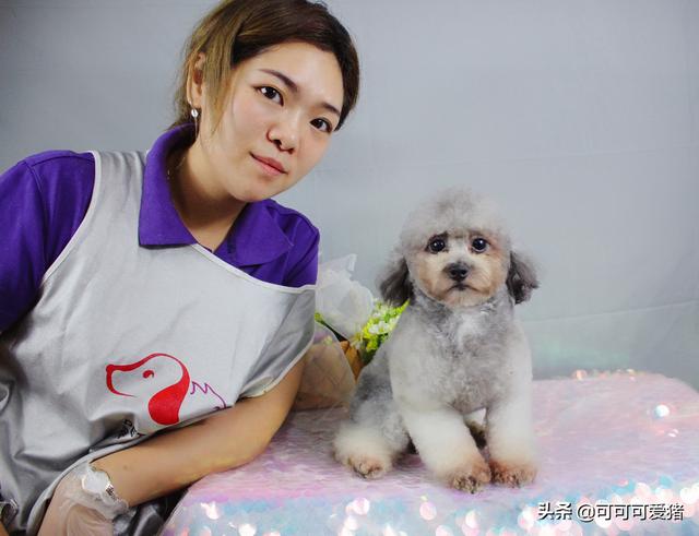 宠物美容哪里学比较靠谱（想学宠物美容去哪学）