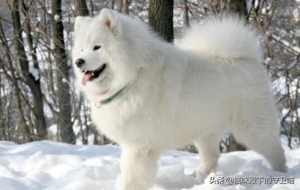 萨摩耶幼犬有泪痕（萨摩耶幼犬有泪痕长大会好吗）