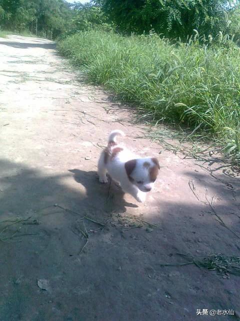 土狗多少钱一只便宜的