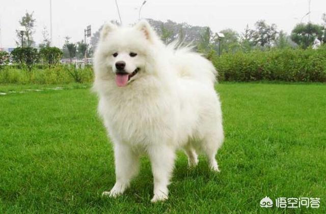 萨摩犬吃什么比较好（萨摩吃什么狗粮比较好）