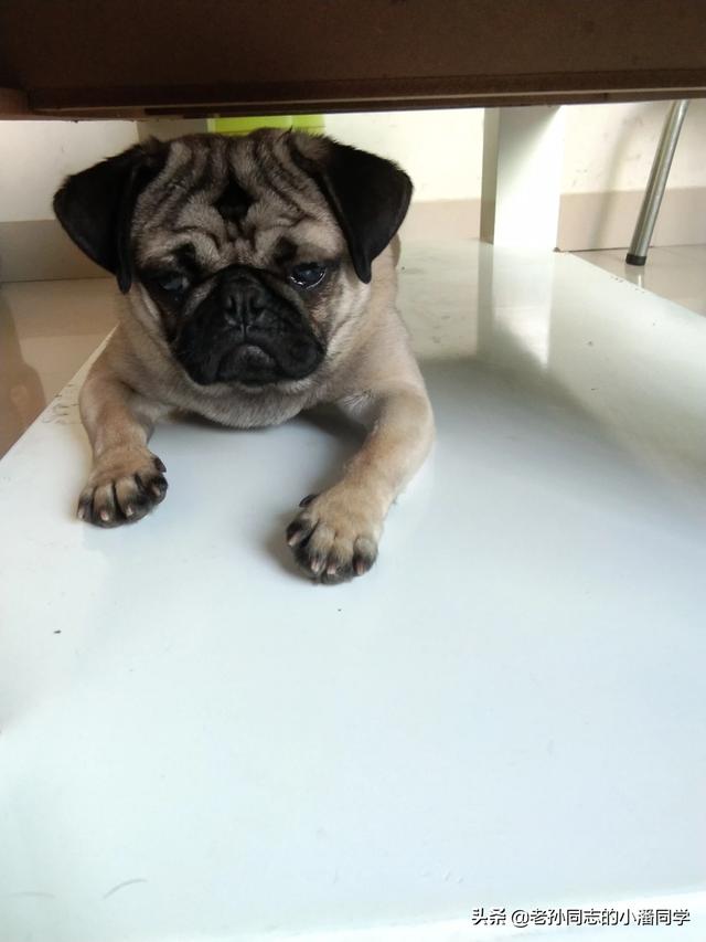 便宜宠物狗推荐（便宜宠物狗推荐品种）