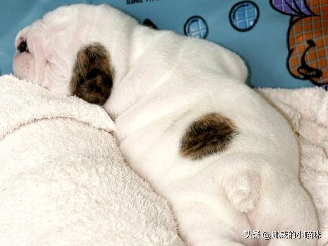 狗狗有点感冒吃什么药（狗狗感冒了吃什么药好）